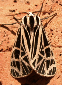 Virgo Tiger